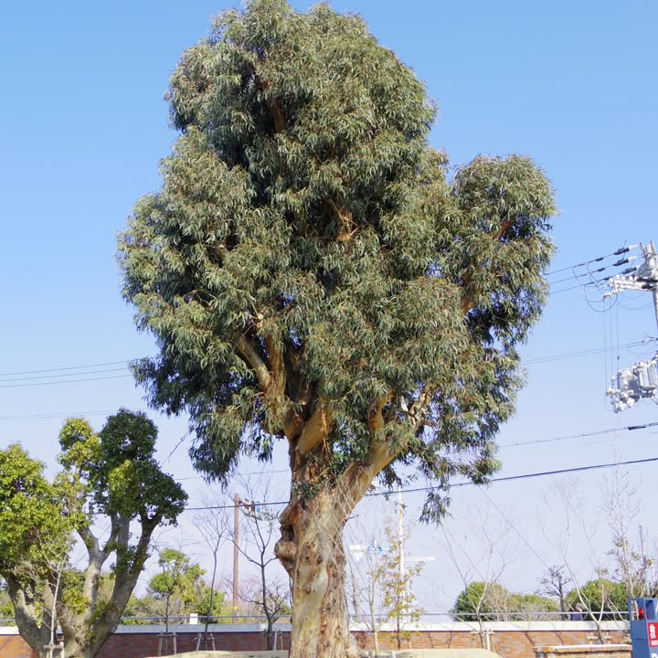 かつてのユーカリの木